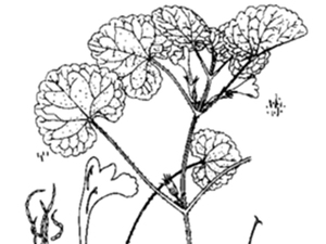 大花活血丹