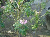 孔雀尾