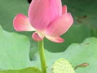 莲衣