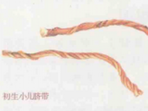 脐带
