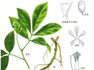 鄂豆根