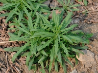 披散糖荠