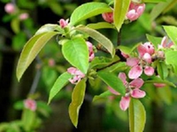 木瓜枝