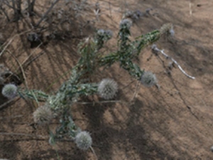 砂漏芦