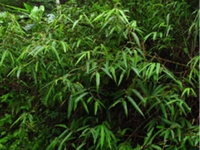 炸腰果