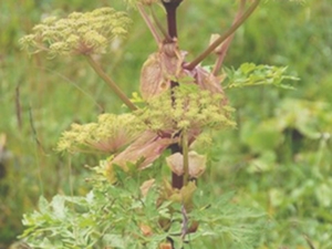 高山芹根