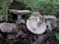 密褶红菇
