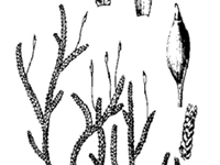 密叶绢藓