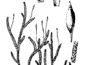 密叶绢藓