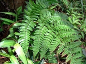 化药