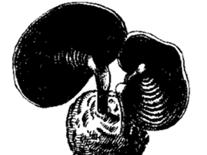 密纹薄芝