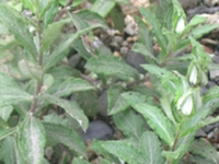 蛾药