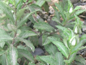 蛾药