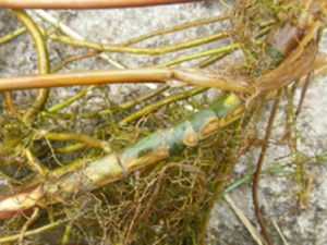睡菜根