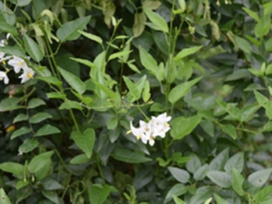 苦茄