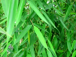 竹兰草