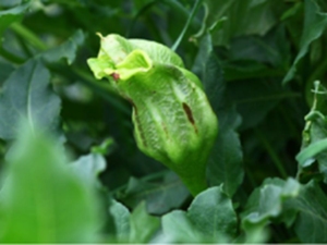 赛莨菪