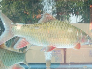 鲃鱼