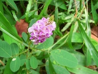 山花生