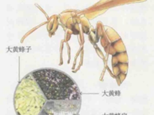 大黄蜂子