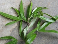 跌打草