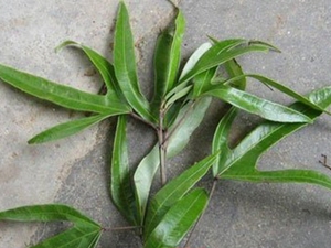 跌打草