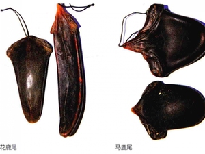 鹿尾
