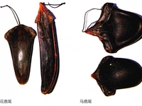 鹿尾