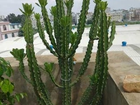 霸王鞭
