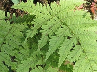 顶果膜蕨