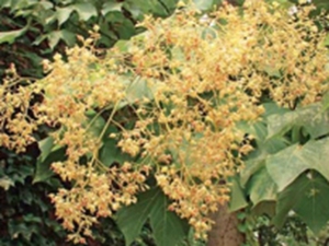 梧桐花