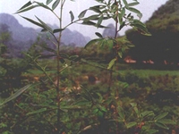搜山虎
