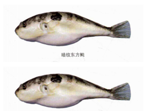 河豚鱼肝油