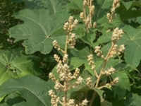 通花根