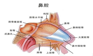 鼻疳