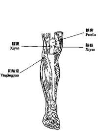 膝三针