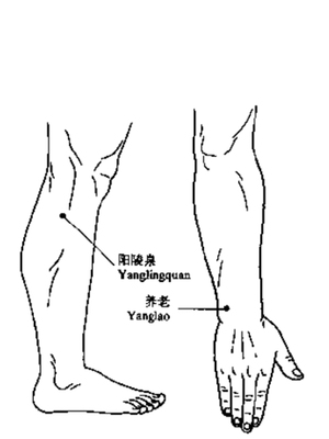 陵老