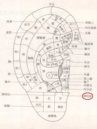 屏间前耳穴