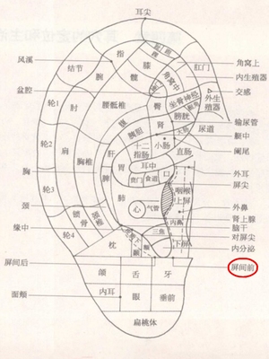 屏间前耳穴