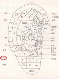 屏间后耳穴
