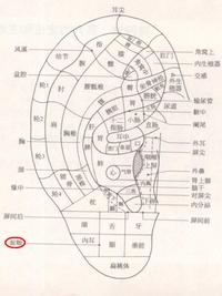 面颊耳穴