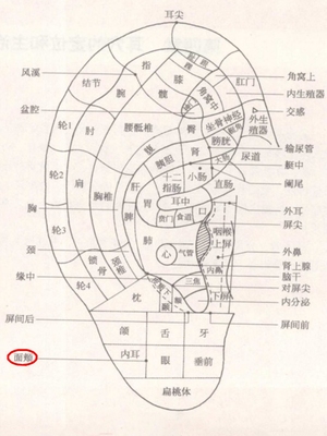 面颊耳穴