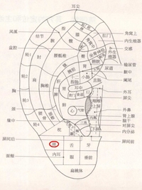 颌耳穴