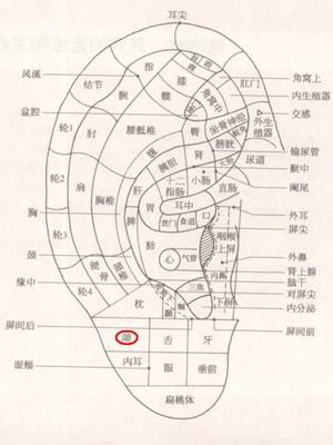 颌耳穴