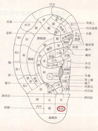 垂前耳穴