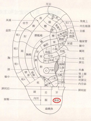垂前耳穴