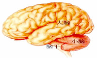 脑干损伤