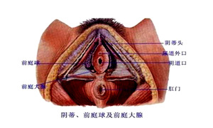 前庭大腺炎