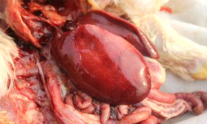 出血性输卵管炎