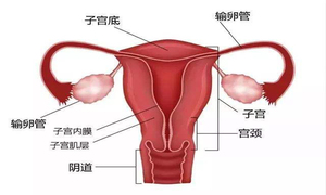 阴道纵隔